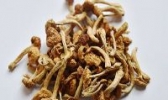 滑子菇
