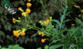 菊三七