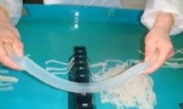 郓城肠衣