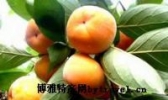 曹州镜面柿