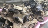 鱼台毛木耳