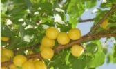 梁山蚕白杏