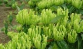 城前金银花