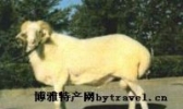 梁山小尾寒羊