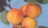 梁山白核杏