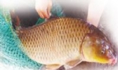 东阿黄河鲤鱼