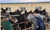 东阿黑毛驴