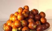 茌平圆铃大枣