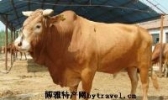 东昌鲁西黄牛