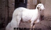 临清大尾寒羊