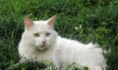 临清狮猫