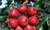 新泰甜山楂