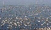东平湖麻鸭