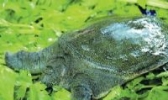 东平湖甲鱼