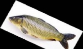 东平湖鲤鱼