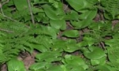 泰山野菜