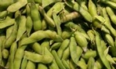苏大坡毛豆