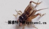 宁阳蟋蟀