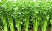 后宋芹菜
