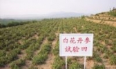 莱芜白花丹参