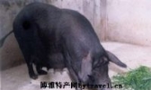 莱芜黑猪
