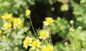 灵岩御菊