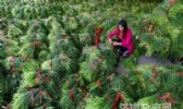 白桥大蒜
