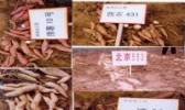 安城鲜食地瓜
