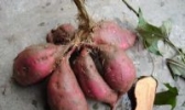 平阴鲜食地瓜