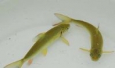 清汆赤鳞鱼