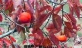 长清柿子
