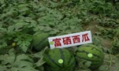 仁风西瓜