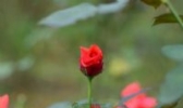平阴玫瑰