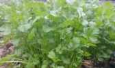 大叶香菜