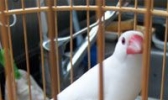 夏津土锦