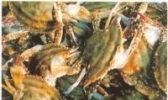 黃河口毛蟹