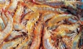 渤海湾东方对虾