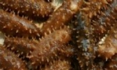 黄河口海参