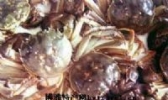 黄河口毛蟹