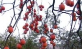 青阳柿子