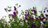 紫花苜蓿