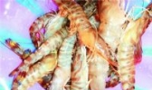 沾化东方对虾