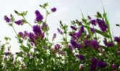 阳信紫花苜蓿
