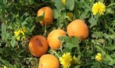 张高水杏
