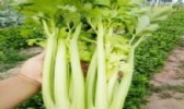 高青芹菜