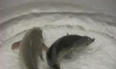 高青黄河鲤鱼