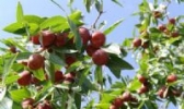 鲁源小枣