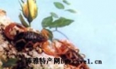 沂蒙全蝎