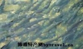 泉河虹鳟鱼