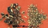 国槐茶
